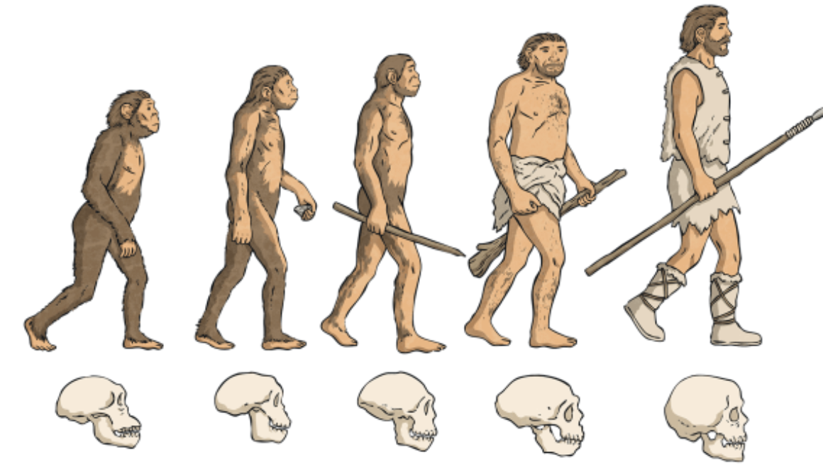 04 Evolution